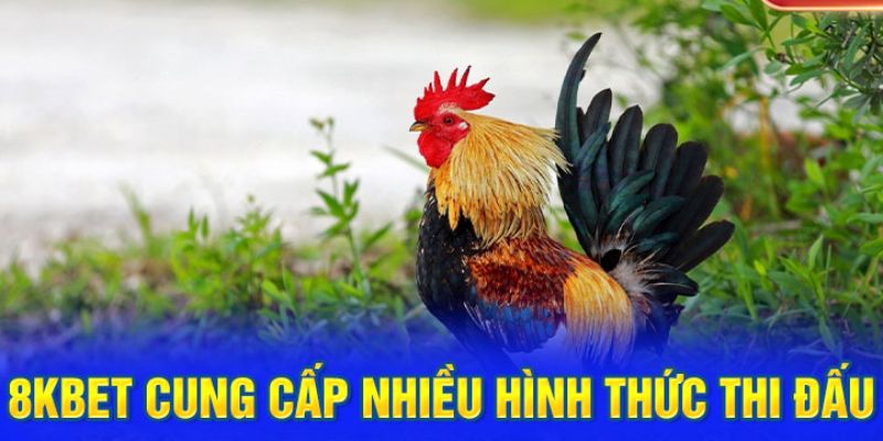 Những thể loại kèo đầu tư đá gà online tại 8KBET